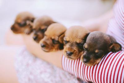 腕の中で眠る５匹のカニンヘンダックスフンドの幼犬