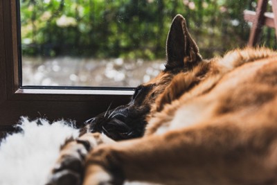 窓辺で寝転ぶ茶色の犬
