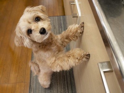 台所でおねだりする犬