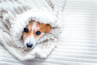 毛布に包まってこちらを見つめる犬