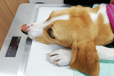 診察台の上で寝そべる犬