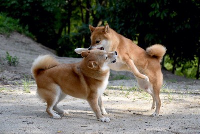 ジャレあって遊ぶ二匹の柴犬