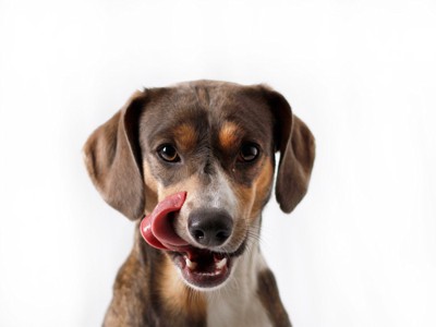 舌を上向きに出した垂れ耳の犬
