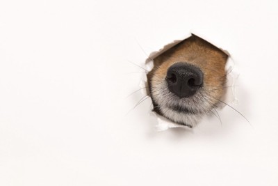 紙の穴から鼻を出す犬