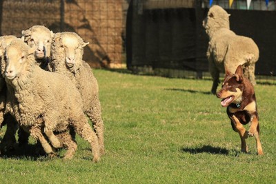 オーストラリアンケルピーと羊