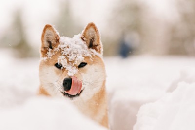 雪の中を散歩する柴犬
