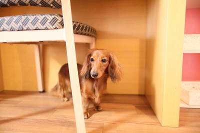 椅子の下に隠れる犬