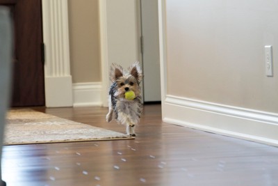 ボールをくわえて向かってくる犬