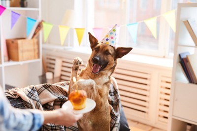 お家で誕生日を祝う犬