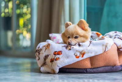 犬用ベッドで休む犬