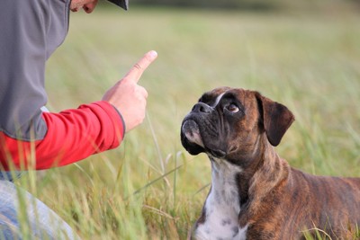 指を立てる人と犬