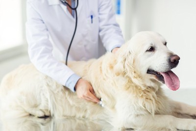 病院で獣医師に聴診されている犬