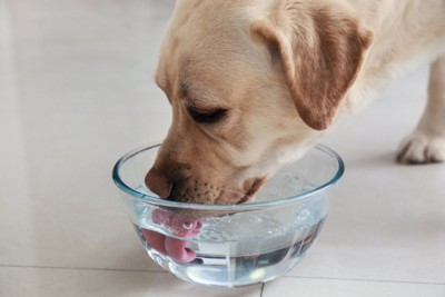 ボウルで水を飲む犬