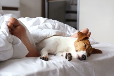 ベッドで寝ている飼い主の足元で寝ている犬