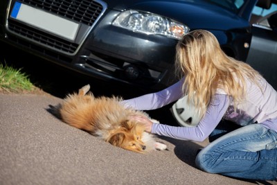 事故に遭った犬と声をかける女性