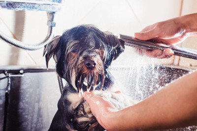 シャワーを浴びている犬