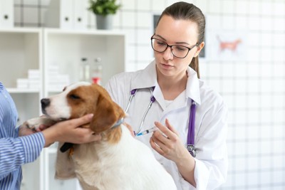 病院でワクチンを接種する犬