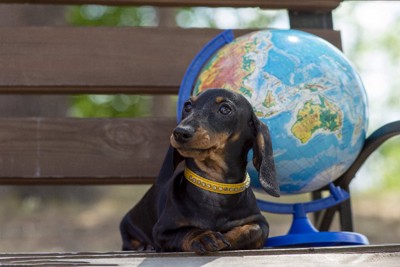 地球儀と犬