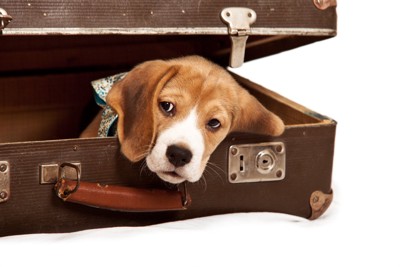 スーツケースから顔をだす犬