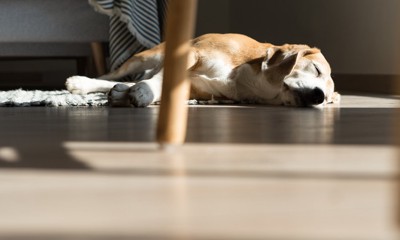 日向で眠る犬