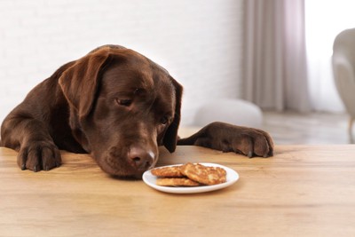 テーブルのクッキーを見つめる犬