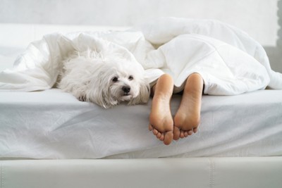 寝ている飼い主の足元にいる白い犬