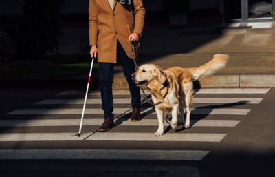 横断歩道を歩く盲導犬
