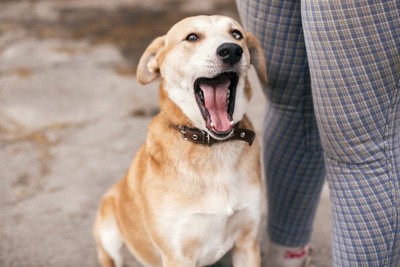 あくびをしている犬