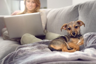 パソコンをいじっている女性のそばにいる犬