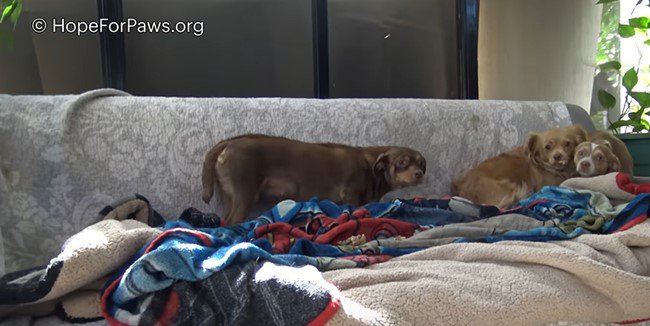 パティオのソファに集まる犬たち