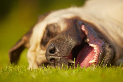 口を開けて芝生で眠る犬