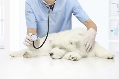 聴診器を持つ獣医と犬