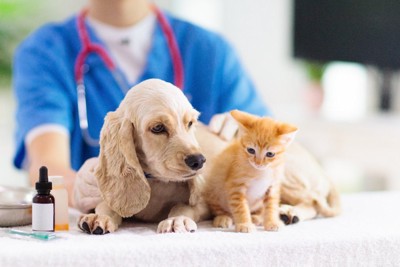 子犬と子猫と獣医師