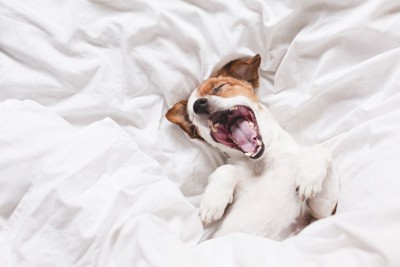 ベッドの上であくびする犬