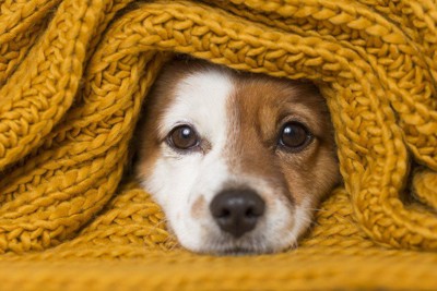黄色いスカーフに包まれる犬