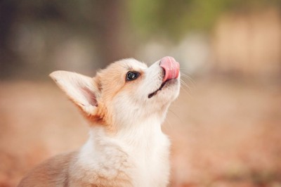 舌をだしている子犬