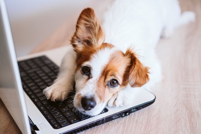 茶白犬パソコン