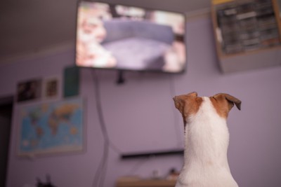 高い位置のテレビを見る犬の後ろ姿