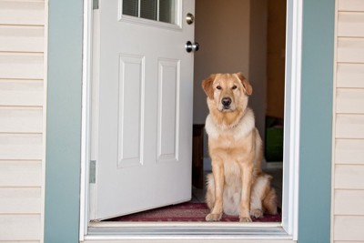 扉の前で待ってる犬の写真