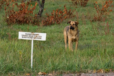 チョルノービリの禁止区域の野良犬