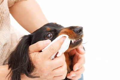 歯磨き用シートと犬