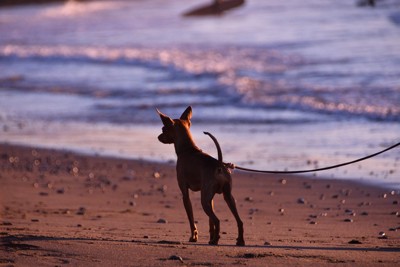 砂浜を散歩する犬の後ろ姿