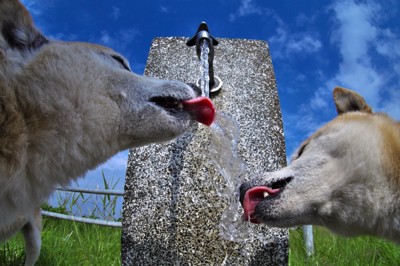 水道から水を飲む柴犬