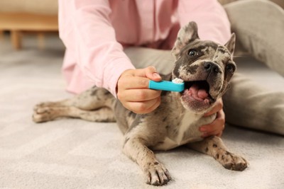 歯磨きされる犬