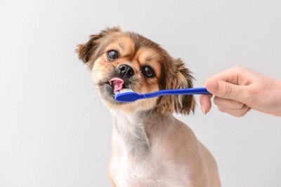 歯ブラシを舐める小型犬