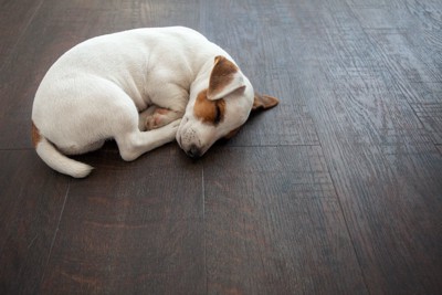 床の上で丸くなって眠る犬