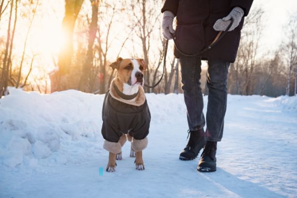 雪の中でお散歩する犬