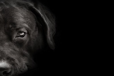 黒い背景の犬