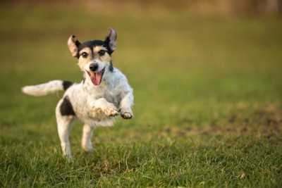 芝生の上を走る犬