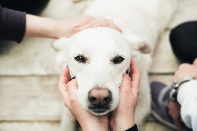 頭と顔を撫でられる白い犬